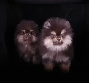 Photo №4. I will sell pomeranian in the city of St. Petersburg. breeder - price - 1128$