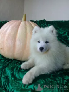 Additional photos: Samoyed puppies