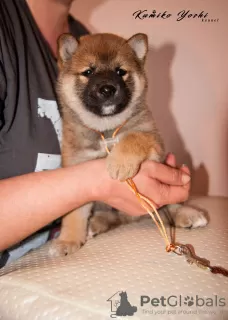 Additional photos: Shiba Inu puppy from the kennel RKF KUMIKO YOSHI