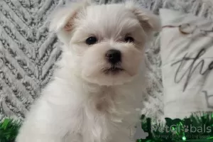 Photo №2 to announcement № 110060 for the sale of maltese dog - buy in United States private announcement