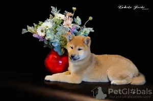 Photo №4. I will sell shiba inu in the city of Nizhny Novgorod. from nursery, breeder - price - negotiated