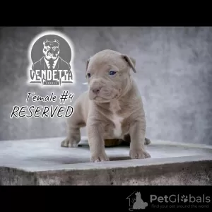 Additional photos: American pit bull terrier puppies