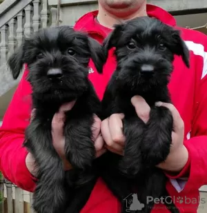 Photo №3. Medium sized Schnauzer puppies. Serbia