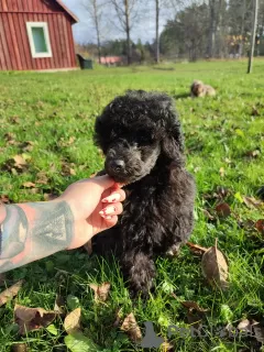 Photo №3. Puppy Toy Poodle Cavalier. Estonia