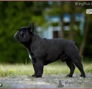 Photo №2 to announcement № 31804 for the sale of french bulldog - buy in Poland breeder