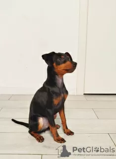 Additional photos: Zwergpincher puppies - males from Tallinn excellent pedigrees, socialized and