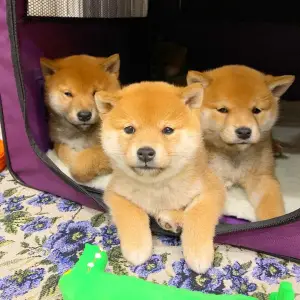 Photo №3. Shiba Inu. Puppies. Russian Federation