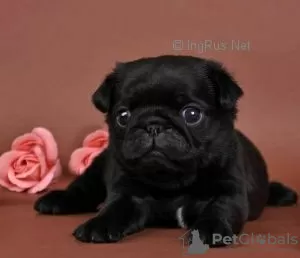 Photo №1. pug - for sale in the city of Vsevolozhsk | 651$ | Announcement № 42032