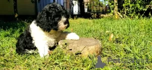 Additional photos: CAVAPOO tricolor puppy