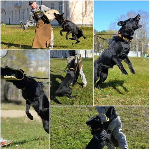 Photo №3. Cattery of Legion East offers puppies VEO. Russian Federation