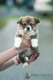 Additional photos: Welsh corgi pembroke puppies