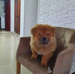 Additional photos: Chow Chow Puppies