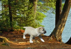 Photo №3. Central Asian Shepherd Dog Alabay. Russian Federation