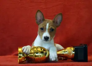 Photo №3. Cool boy and girl basenji. Russian Federation