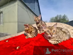 Additional photos: Bengals Kittens