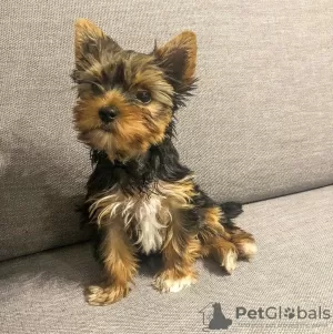 Photo №2 to announcement № 126965 for the sale of yorkshire terrier - buy in Finland 