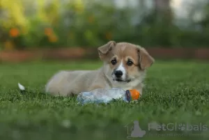 Additional photos: Welsh Corgi Pembroke puppies