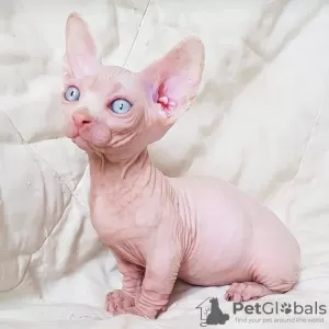 Photo №2 to announcement № 10836 for the sale of sphynx cat - buy in United Arab Emirates private announcement