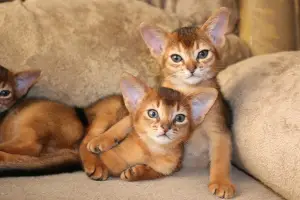 Photo №2 to announcement № 807 for the sale of abyssinian cat - buy in Belarus from nursery, breeder