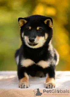 Photo №1. shiba inu - for sale in the city of Москва | 897$ | Announcement № 29449