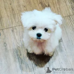 Photo №1. maltese dog - for sale in the city of Canberra | negotiated | Announcement № 104798