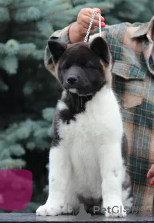 Photo №3. American Akita puppies. RKF. Russian Federation