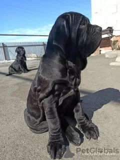 Additional photos: Neapolitan Mastiff puppies are the best