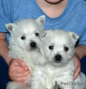 Photo №1. west highland white terrier - for sale in the city of Genk | 317$ | Announcement № 96202