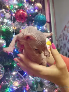 Additional photos: Canadian Sphynx Elves