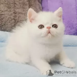 Photo №1. persian cat - for sale in the city of Антверпен | negotiated | Announcement № 62166