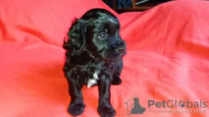 Additional photos: Tibetan Terrier puppies