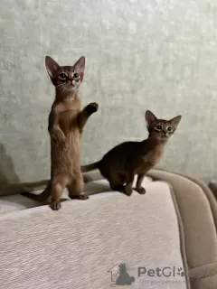 Photo №1. abyssinian cat - for sale in the city of Minsk | 642$ | Announcement № 36967