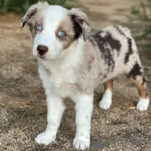 Photo №1. australian shepherd - for sale in the city of Братислава | Is free | Announcement № 120824