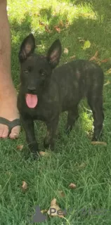 Additional photos: Dutch Shepherd puppies