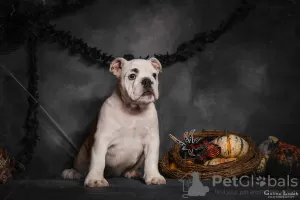 Photo №3. English bulldog puppies. Ukraine