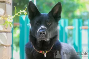 Photo №3. East European Shepherd puppies are looking for their owners. Russian Federation