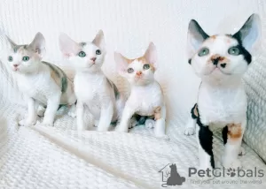 Photo №2 to announcement № 51974 for the sale of devon rex - buy in Belarus from nursery