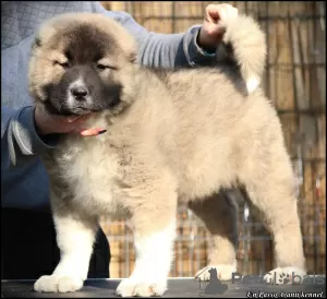 Additional photos: Caucasian Shepherd puppies for sale