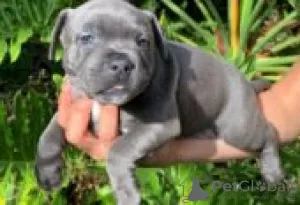 Photo №2 to announcement № 126212 for the sale of american staffordshire terrier - buy in Germany private announcement