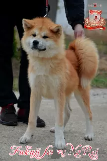 Photo №4. I will sell akita in the city of Khmelnitsky. breeder - price - 740$