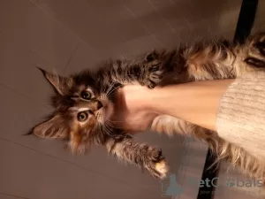 Photo №1. maine coon - for sale in the city of Kristinestad | 740$ | Announcement № 90281