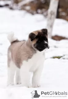 Additional photos: Puppy American Akita