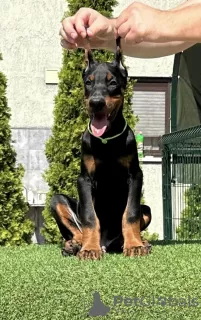 Photo №4. I will sell dobermann in the city of Bačka Topola. breeder - price - negotiated