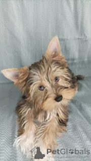 Additional photos: Yorkie with blue eyes