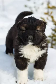 Photo №1. caucasian shepherd dog - for sale in the city of Arkhangelsk | 327$ | Announcement № 6320