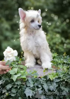 Photo №3. Chinese crested dog. Croatia