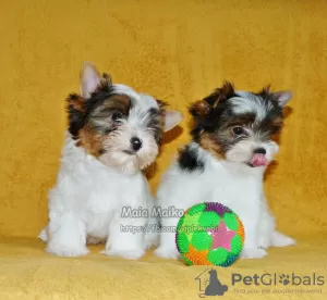 Photo №1. beaver yorkshire terrier - for sale in the city of Владикавказ | Is free | Announcement № 48774