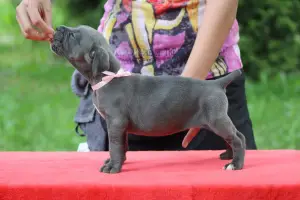 Additional photos: Cane Corso puppies