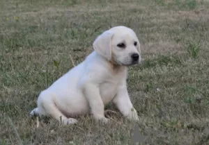 Additional photos: Labrador retrievers