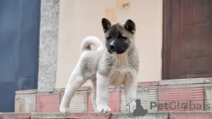 Additional photos: American Akita puppies for sale